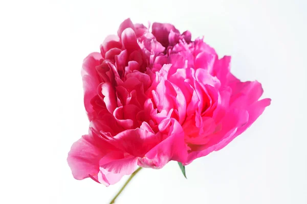 Цветок пиона — стоковое фото