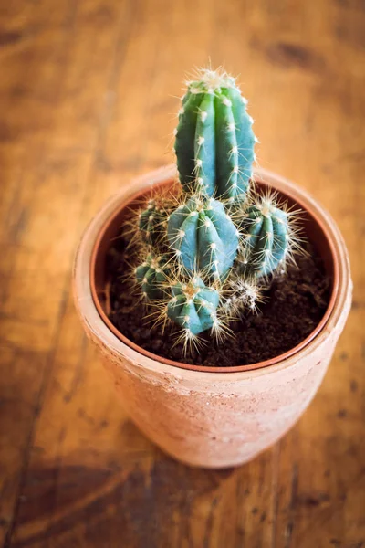 Cactus plant growing — Stock Photo, Image