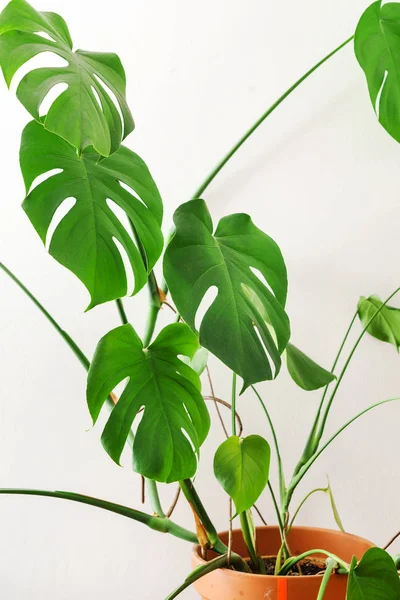 Monstera plant in pot — Stock Photo, Image
