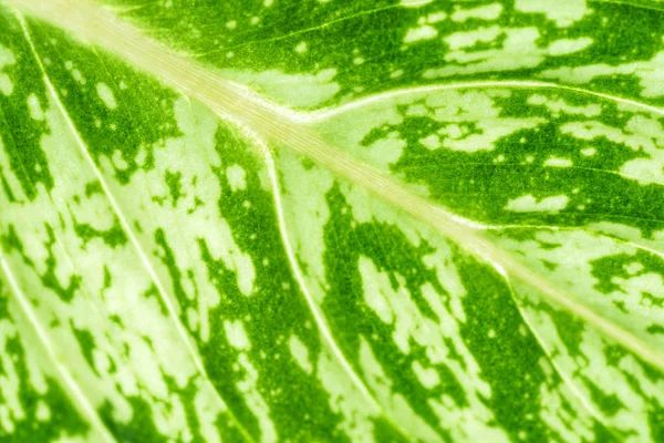 Textura de hoja verde — Foto de Stock