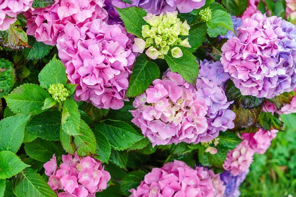 Blommande hortensia blommor — Stockfoto