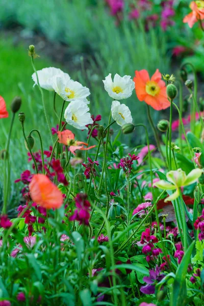 Campo de verão com flores — Fotografia de Stock