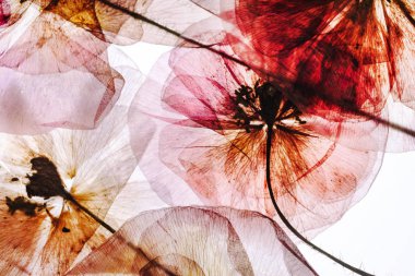 kurutulmuş çiçekler arka plan 