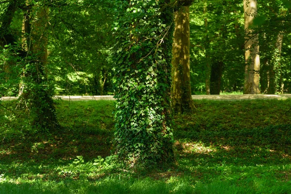 Bomen in het zomerpark — Stockfoto