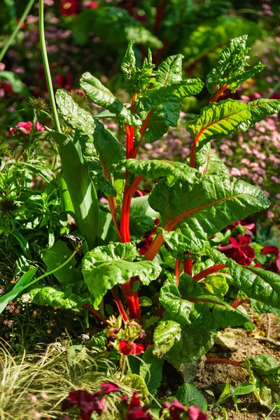 Green summer garden — Stock Photo, Image