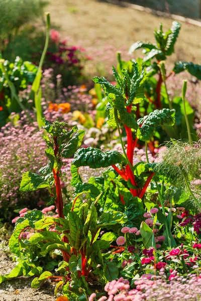 Grüner Sommergarten — Stockfoto