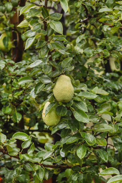 Pear tree with pears — Stock Photo, Image