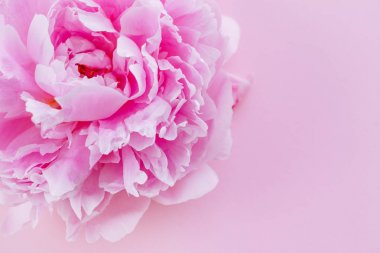 taze Şakayık çiçeği