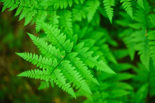 Green forest fern — Stock Photo, Image