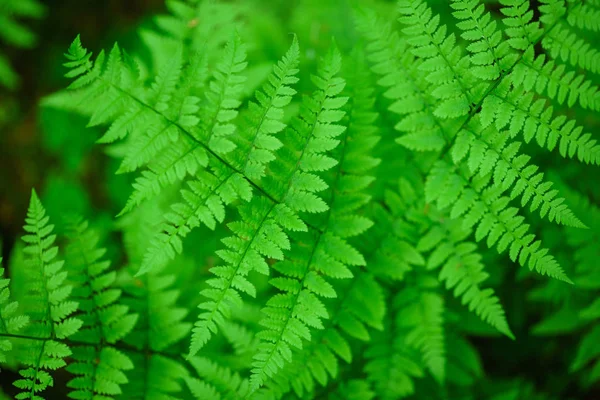 Green forest fern — Stock Photo, Image