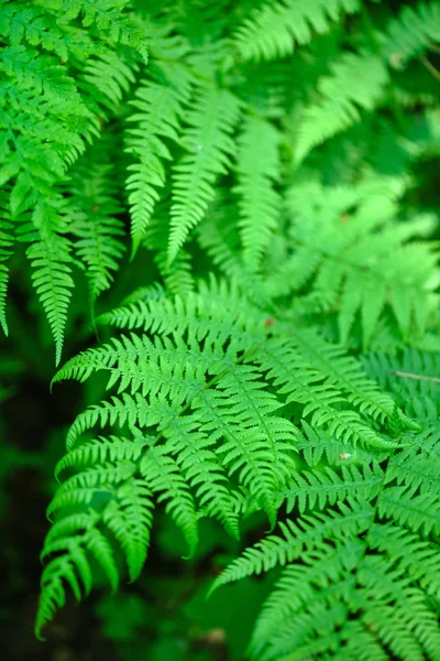 Samambaia da floresta verde — Fotografia de Stock