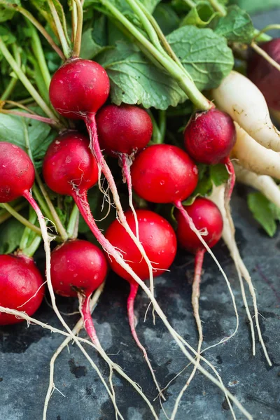 Ripe fresh radishes — Stock Photo, Image