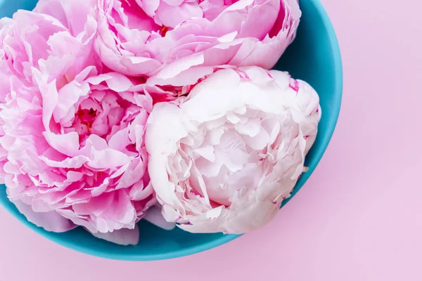 Flores frescas de peonía — Foto de Stock