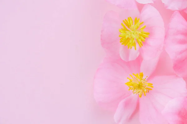 Flores de begonia rosa — Foto de Stock