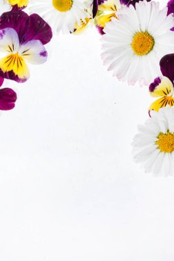 parlak Hercai Menekşe çiçek