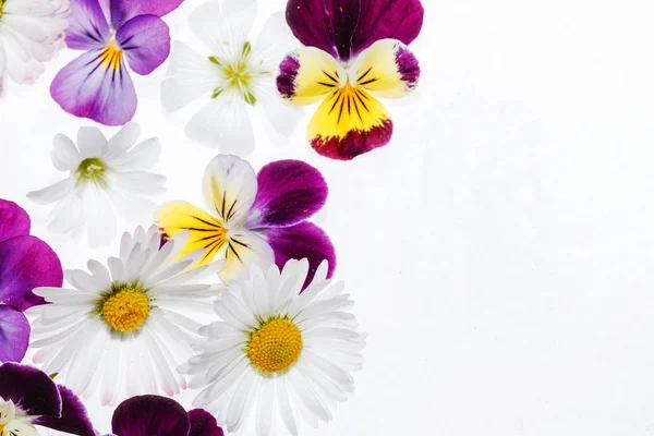 Leuchtende Stiefmütterchenblüten — Stockfoto