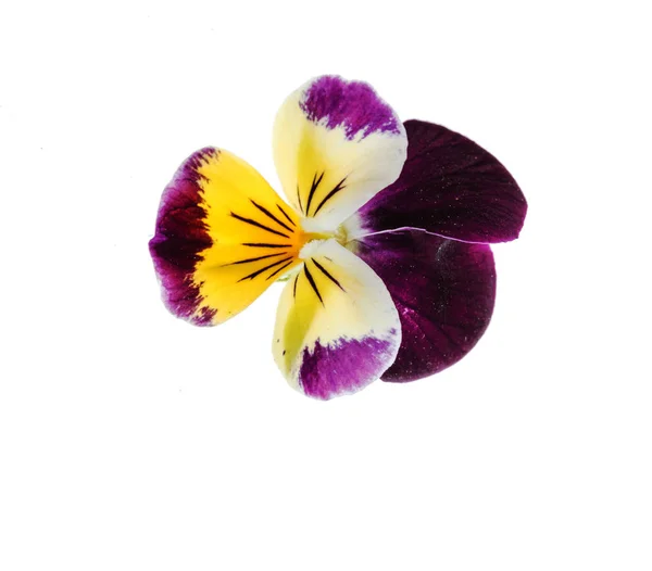 Květy světle macešky — Stock fotografie