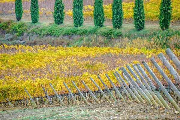 Bright autumn vineyard — Stock Photo, Image
