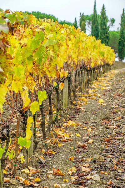 Viña de otoño brillante —  Fotos de Stock