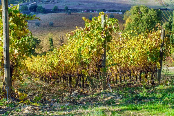 Яркие осенние виноградники — стоковое фото