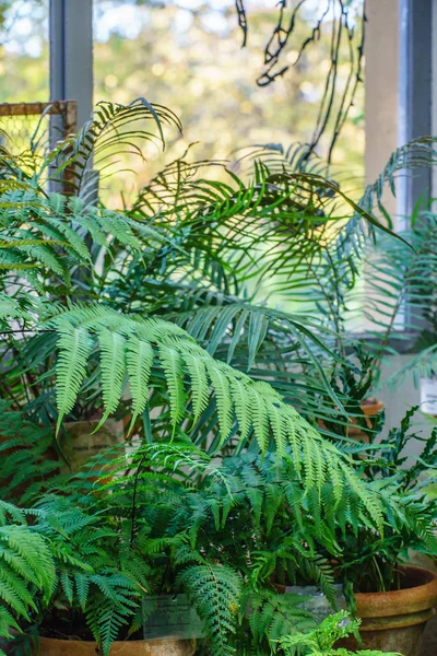 Piante da serra fresche — Foto Stock