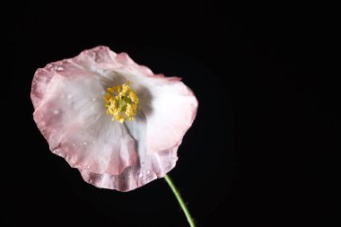 ihale haşhaş çiçek 