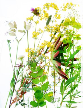 Taze yaz çiçekleri