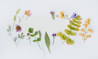 taze güzel çiçekler