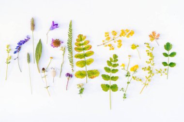 Taze yaz çiçekleri