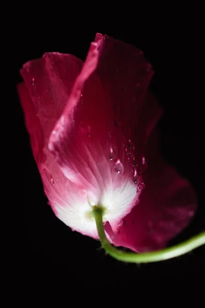 Tender poppy flower — Stock Photo, Image