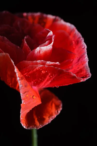 Flor de papoula concurso — Fotografia de Stock