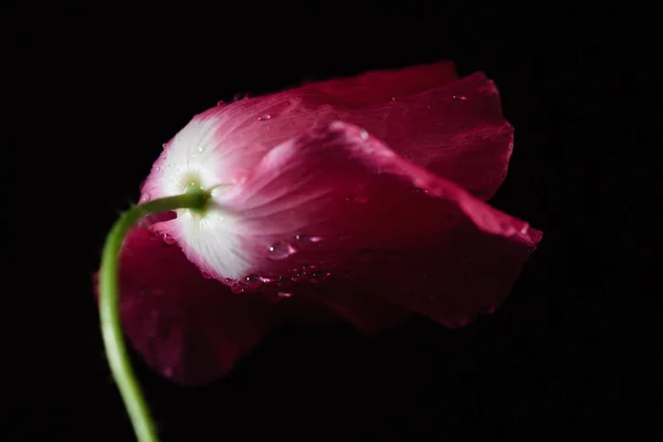 Tender poppy flower — Stock Photo, Image