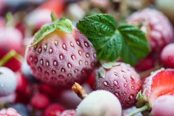 Bacche congelate lucenti — Foto Stock