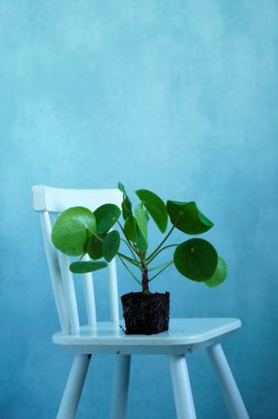 Pilea peperomioides sandalye