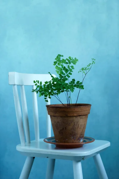 Fern in the vintage pot on chair — Stock Photo, Image