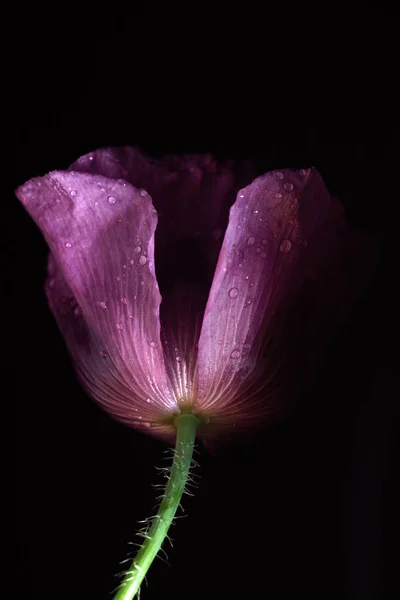 Flor de amapola tierna —  Fotos de Stock