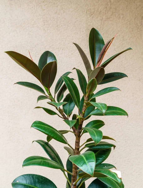 Ficus-Pflanze im Zimmer — Stockfoto
