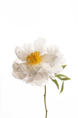 taze Şakayık çiçeği