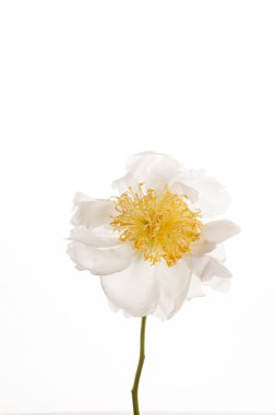 taze Şakayık çiçeği