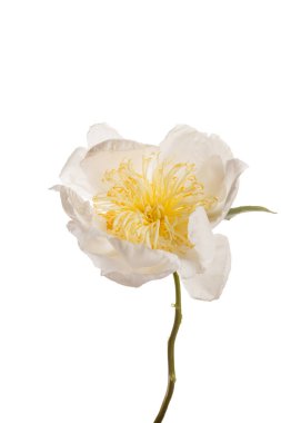 taze Şakayık çiçeği