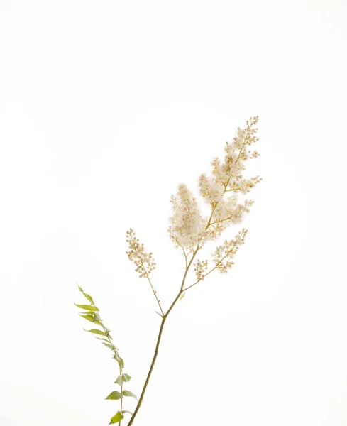 Beyaz güzel bitki — Stok fotoğraf