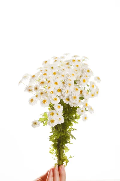 Vackra blommor — Stockfoto