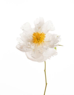 taze Şakayık çiçeği