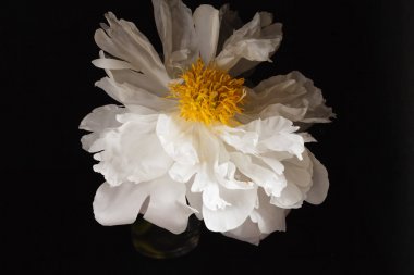 taze Şakayık çiçeği