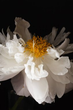 taze Şakayık çiçeği