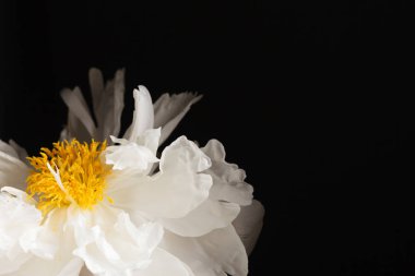 taze Şakayık çiçeği