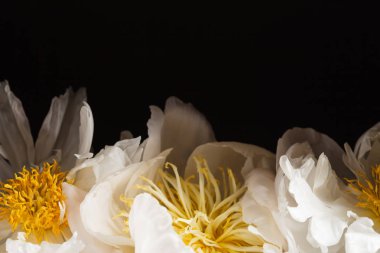 taze Şakayık çiçeği