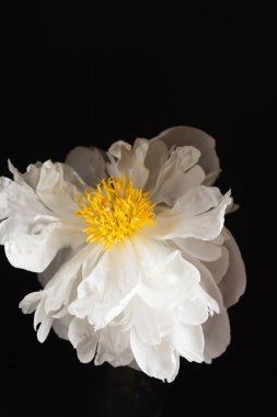 taze Şakayık çiçeği