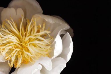 taze Şakayık çiçeği