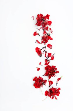 taze güzel çiçekler